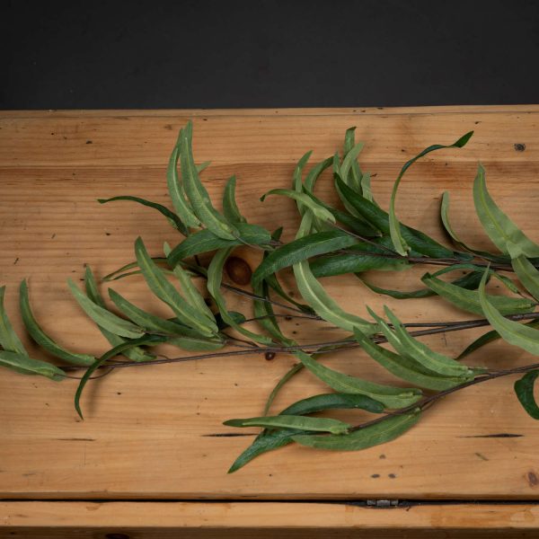 Eucalyptus Nicholii Spray 4