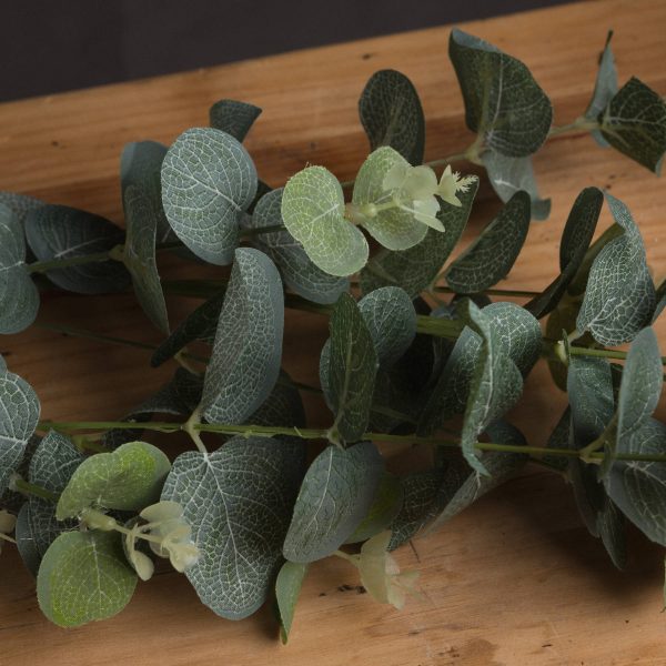 Eucalyptus Spray 3
