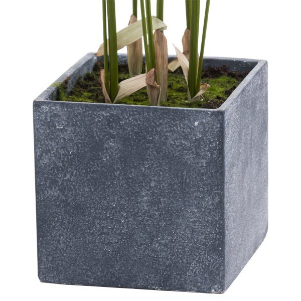Large Paradise Potted Palm 2