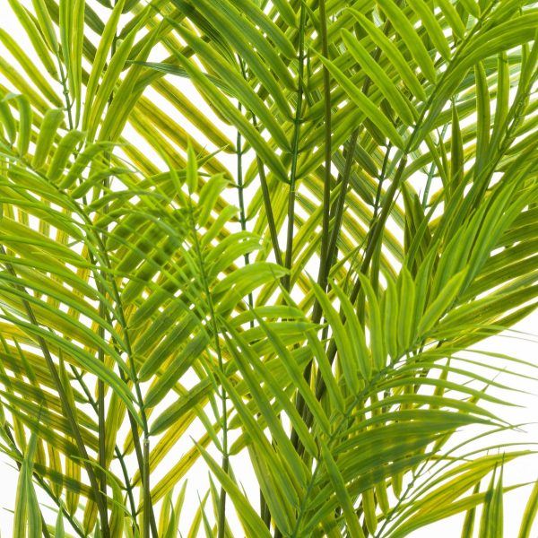Large Paradise Potted Palm 3