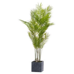 Large Paradise Potted Palm 4