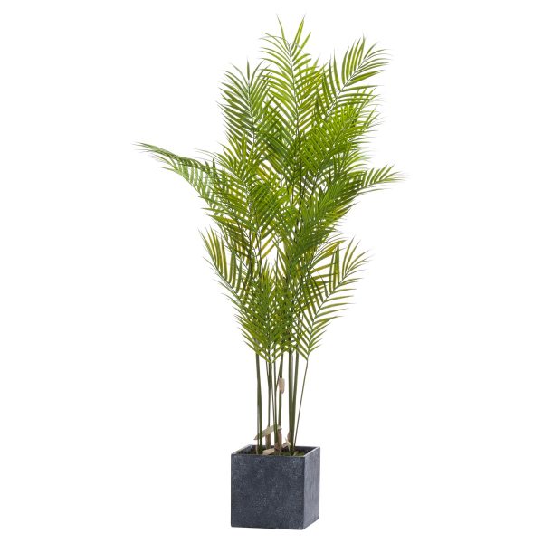 Large Paradise Potted Palm 4