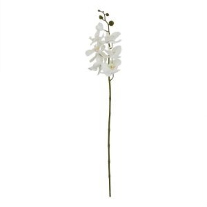Large White Butterfly Orchid Stem 2