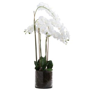 Large White Tall Orchid In Glass Pot 3