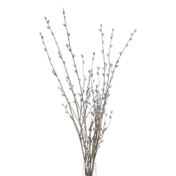 Pussy Willow Branch 2