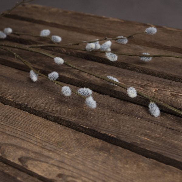 Pussy Willow Branch 3
