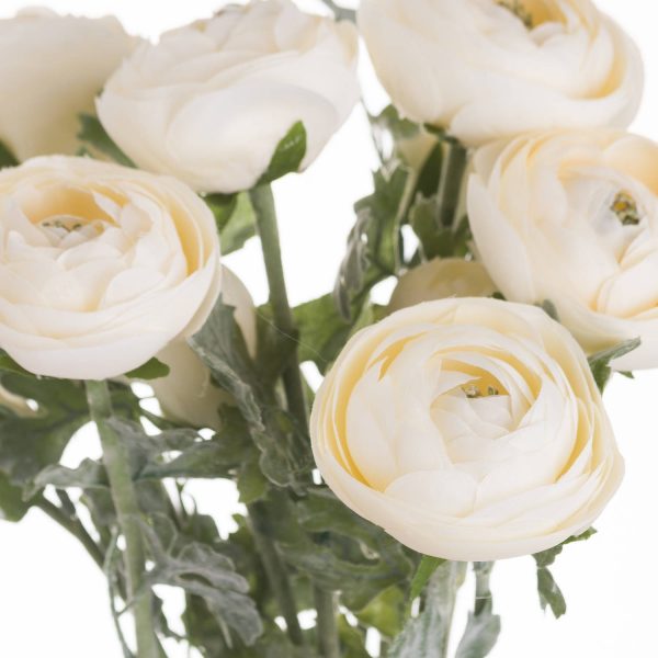 Soft Cream Ranunculus 2