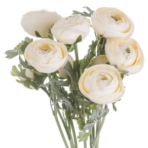 Soft Cream Ranunculus 3