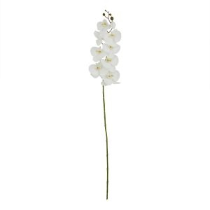 Tall White Butterfly Orchid Stem 2