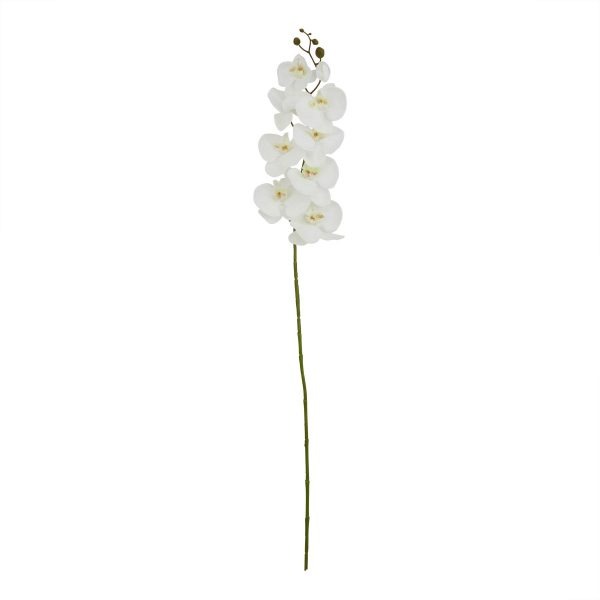 Tall White Butterfly Orchid Stem 2