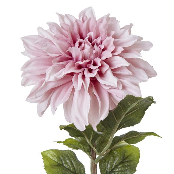 The Natural Garden Collection Pink Dahlia 2