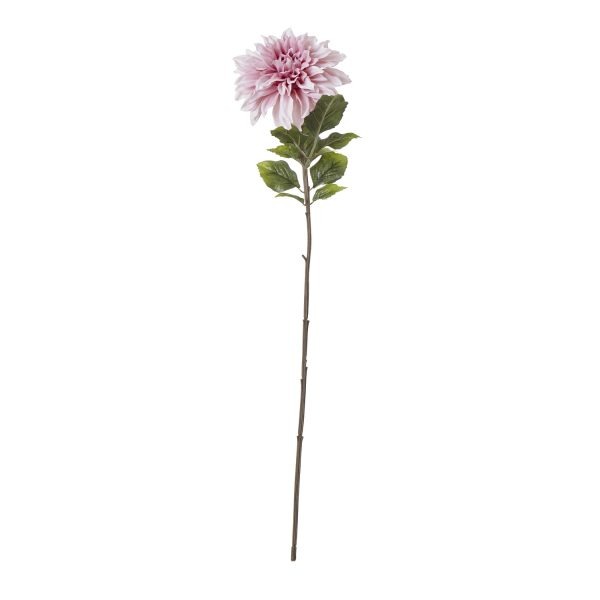 The Natural Garden Collection Pink Dahlia 3
