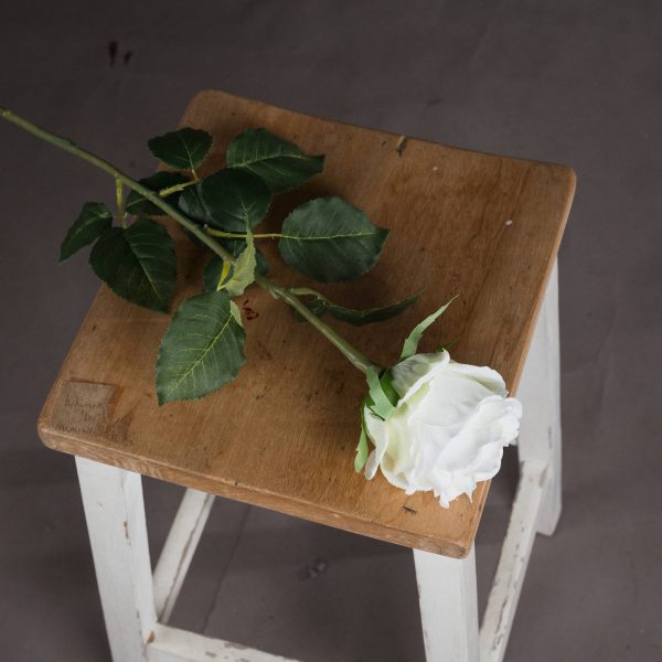 Traditional White Rose 4