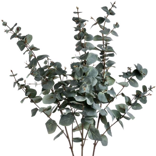 Variegated Eucalyptus 2