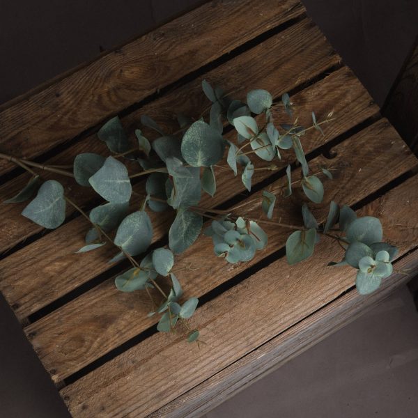 Variegated Eucalyptus 4