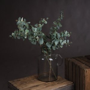 Variegated Eucalyptus 5