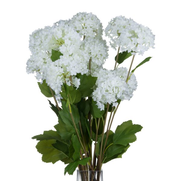 Viburnum Opulus 2