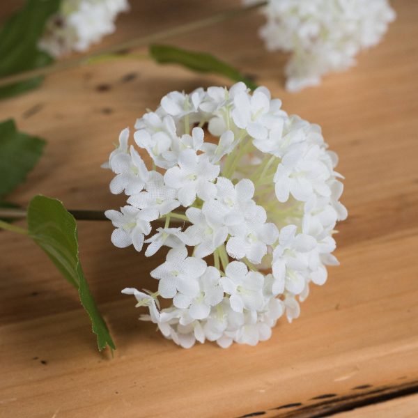 Viburnum Opulus 3
