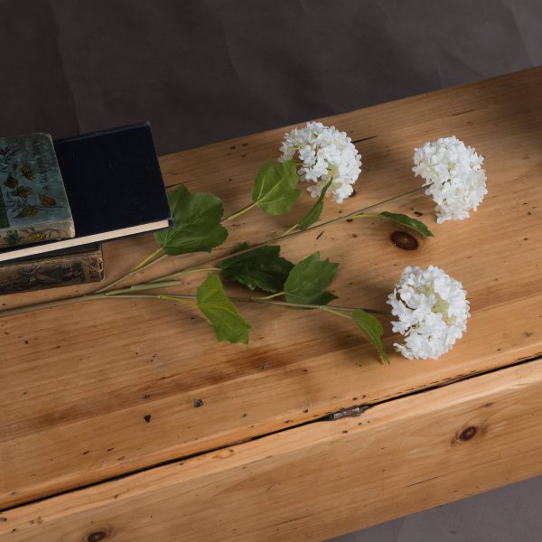 Viburnum Opulus 4