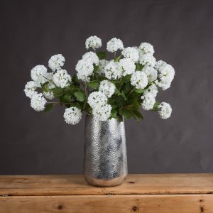 Viburnum Opulus 5