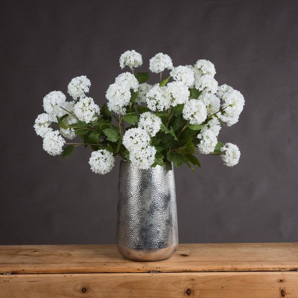 Viburnum Opulus 5