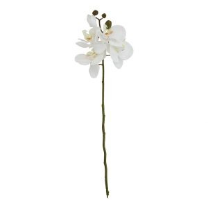 White Butterfly Orchid Stem 2