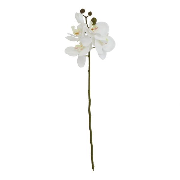 White Butterfly Orchid Stem 2
