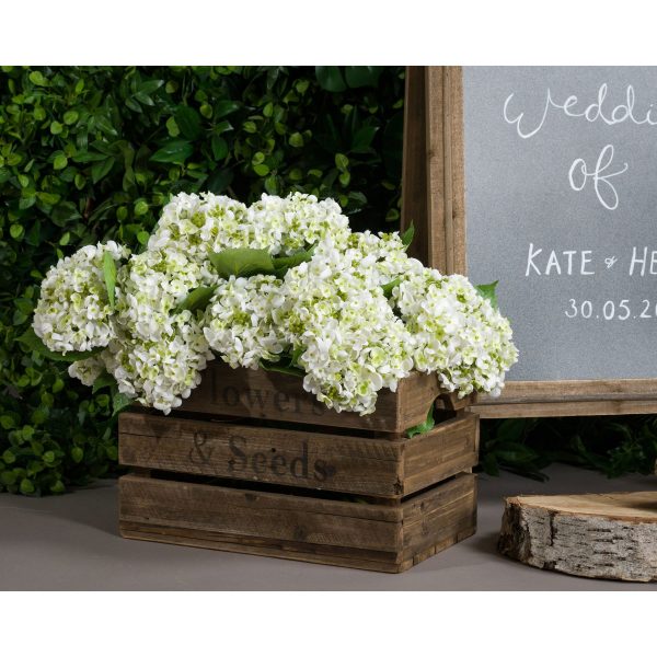White Lace Cap Hydrangea 2