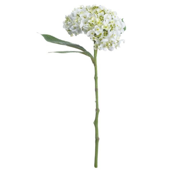 White Lace Cap Hydrangea 3