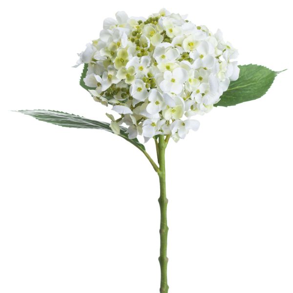 White Lace Cap Hydrangea 4
