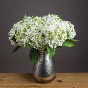 White Lace Cap Hydrangea 5
