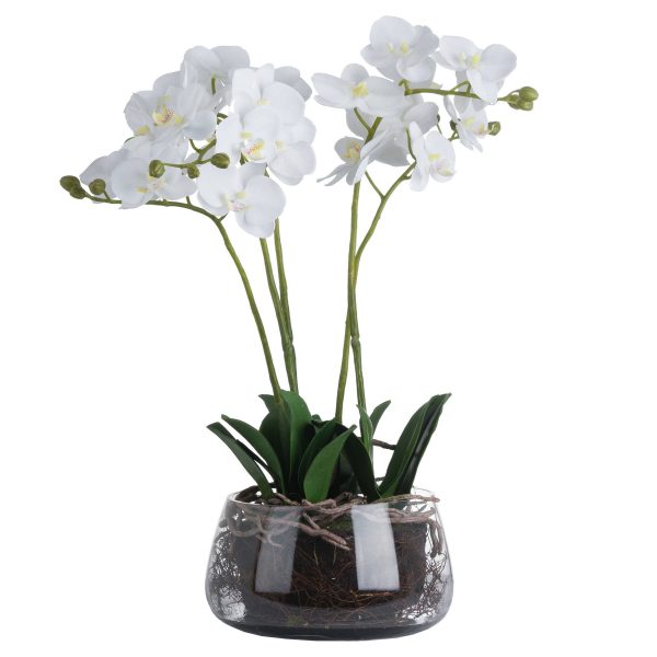 White Orchid In Glass Pot 2