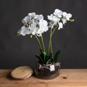 White Orchid In Glass Pot 3