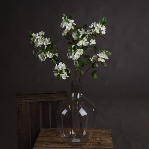 White Spring Mock Orange Flower 5
