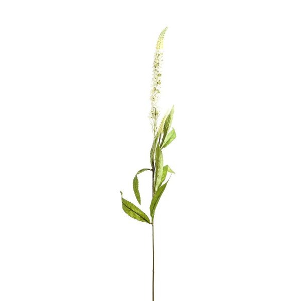 White Veronica Stem 2