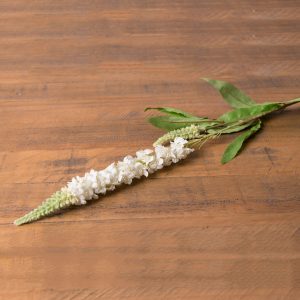 White Veronica Stem 3