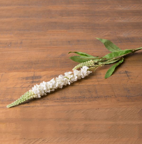 White Veronica Stem 3